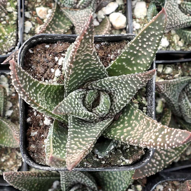 Gasteraloe 'Royal Highness'