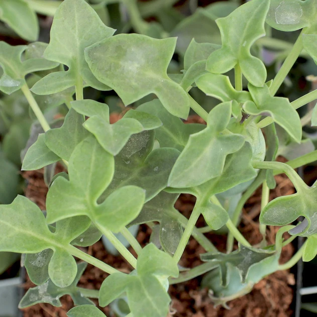 Senecio articulatus (now Baculellum articulatum) - Candle Plant