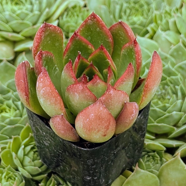 Echeveria agavoides 'Red Edge'