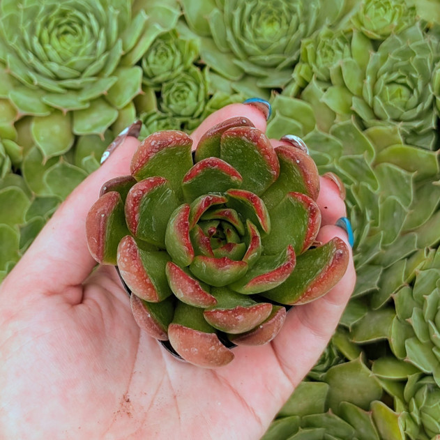 Echeveria agavoides 'Red Edge'