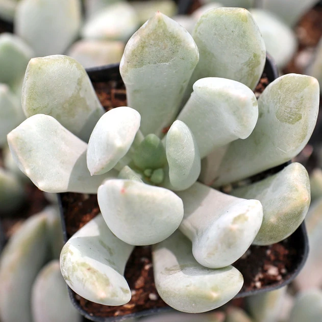 Echeveria 'Machete'
