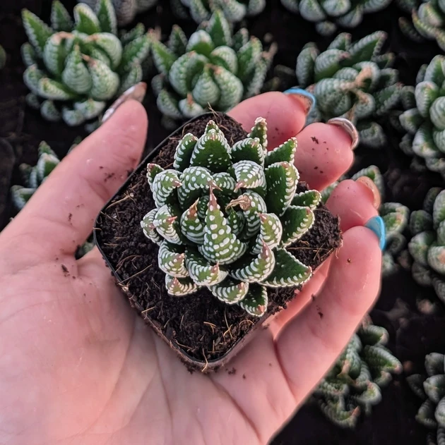 Haworthia 'Super Fasciata'