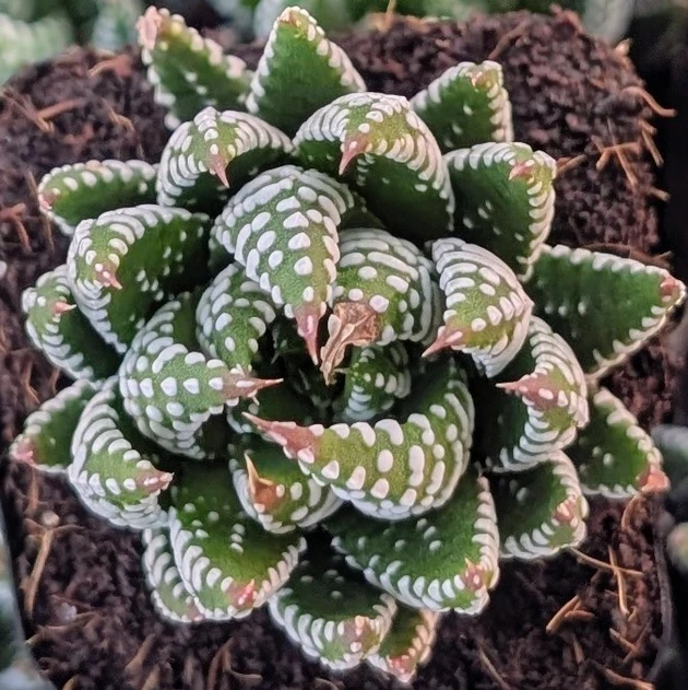 Haworthia 'Super Fasciata'