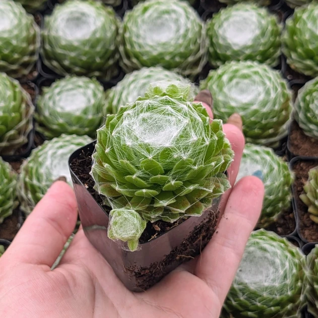 Sempervivum 'Respected'
