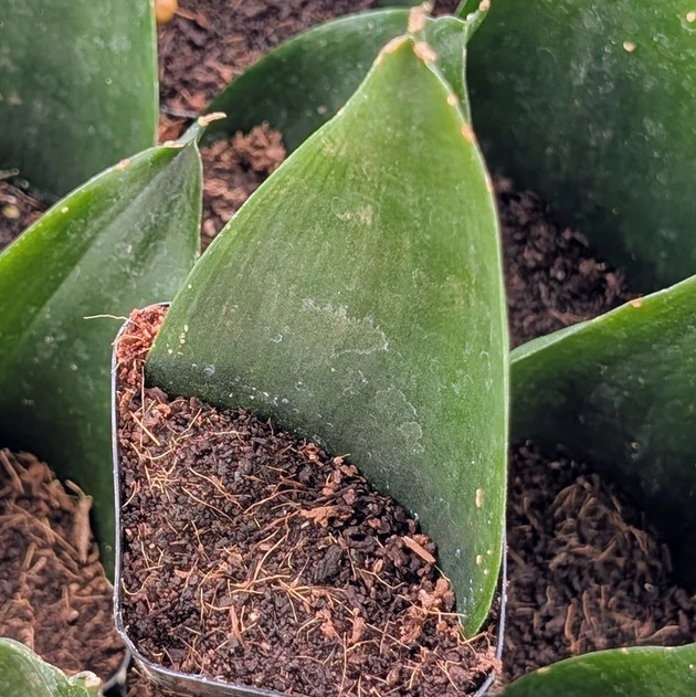 Sansevieria trifasciata 'Black Jade'