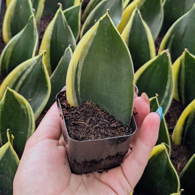 Sansevieria trifasciata 'Jade Pagoda'