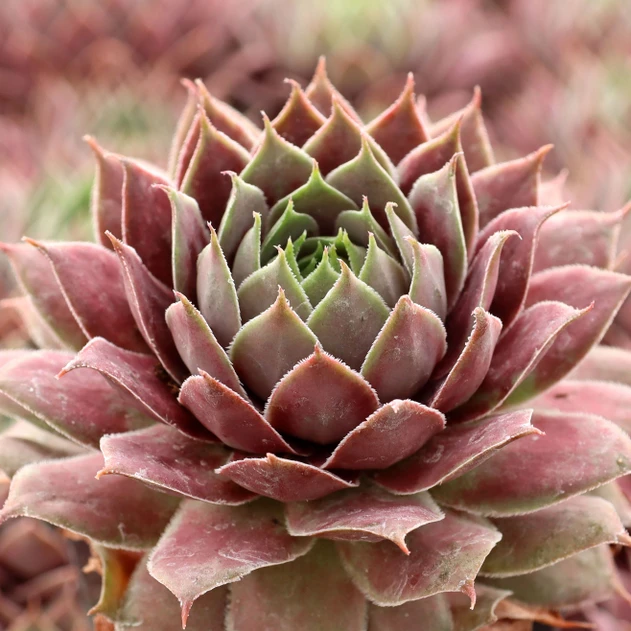 Sempervivum 'Gwen's Rose'