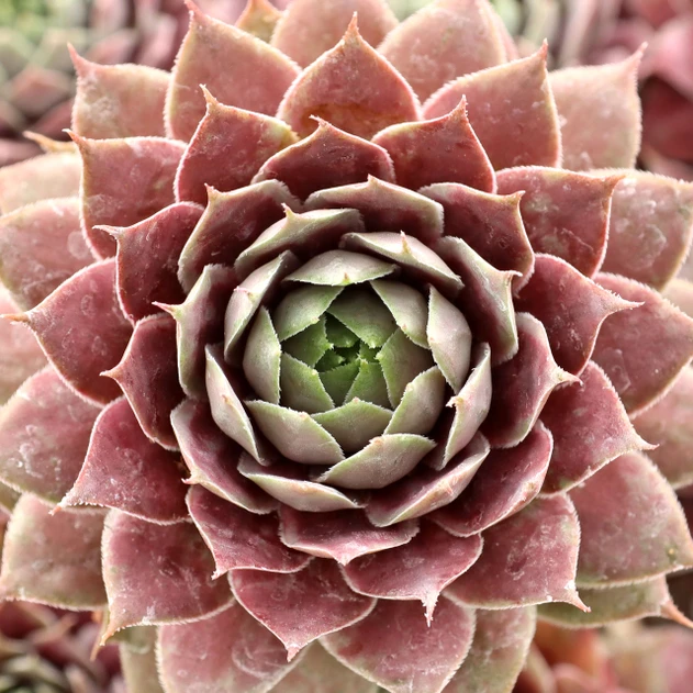 Sempervivum 'Gwen's Rose'