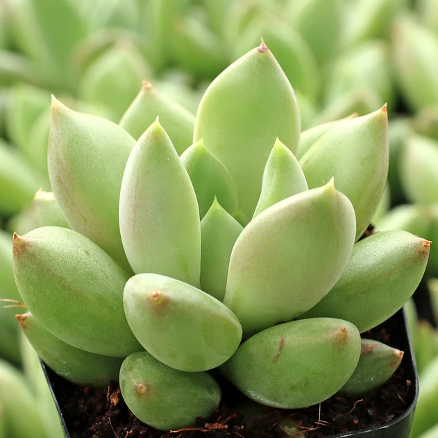 Echeveria 'Dramatic'
