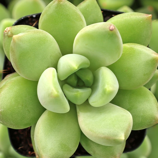 Echeveria 'Dramatic'