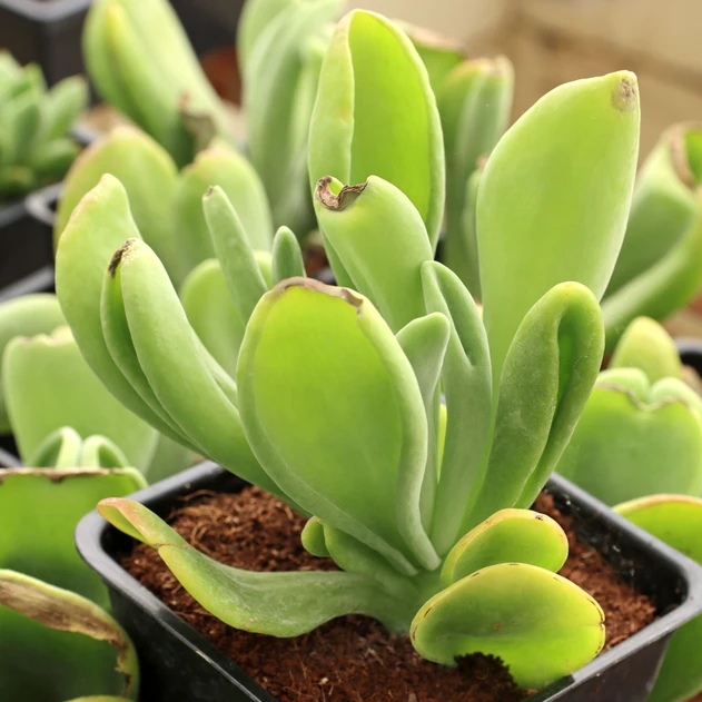 Kalanchoe luciae 'Oricula' [large]