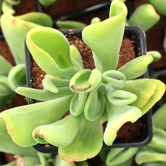 Kalanchoe luciae 'Oricula' [large]