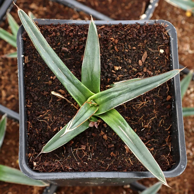 Agave ferdinandi-regis [large]