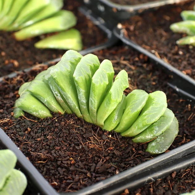 Haworthia truncata 'Jolly Green Giant' [limited]