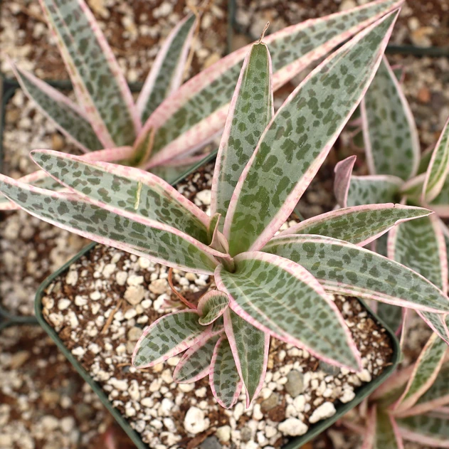 Ledebouria socialis - Variegated Pink Squill [large]