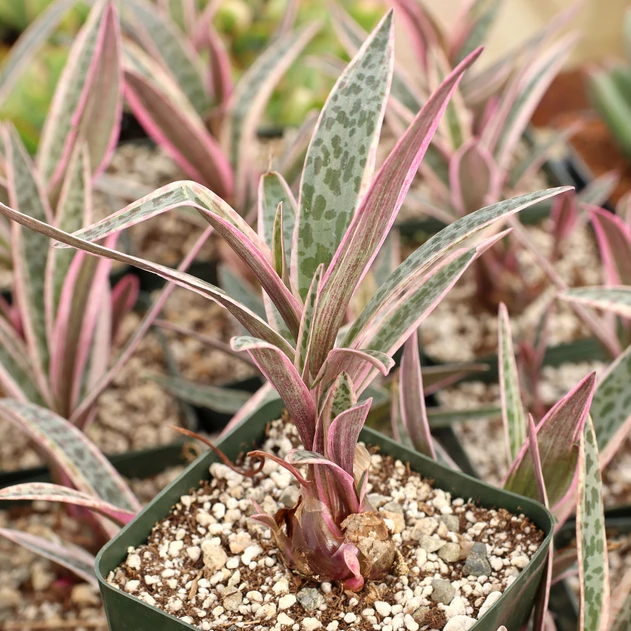 Ledebouria socialis - Variegated Pink Squill [large]