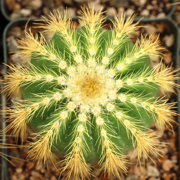 Parodia magnifica [large]