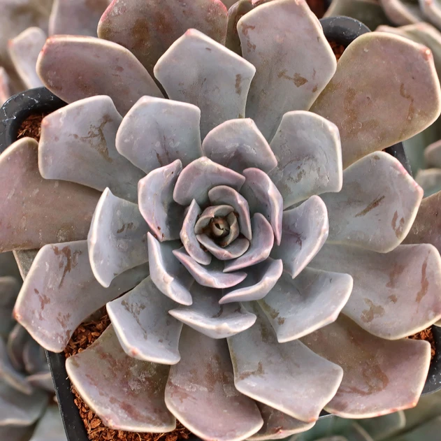 Echeveria 'Rob Roy' [large]