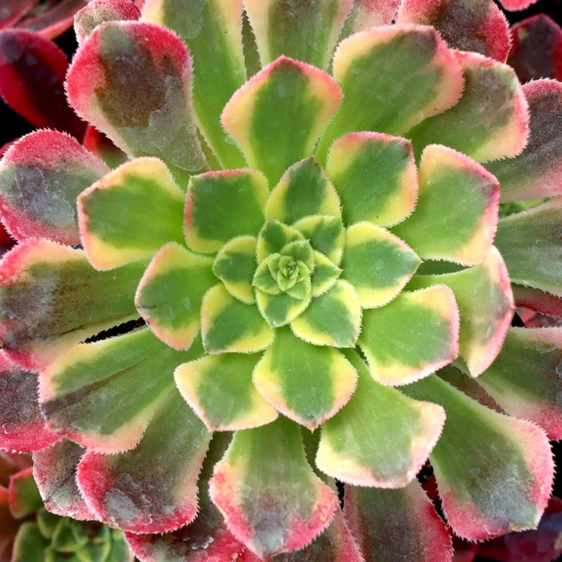 Aeonium 'God of Fire'
