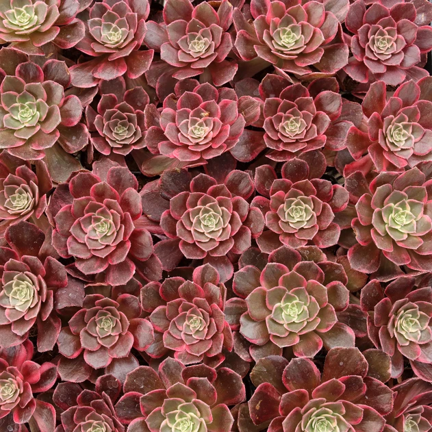 Aeonium 'Graduation'