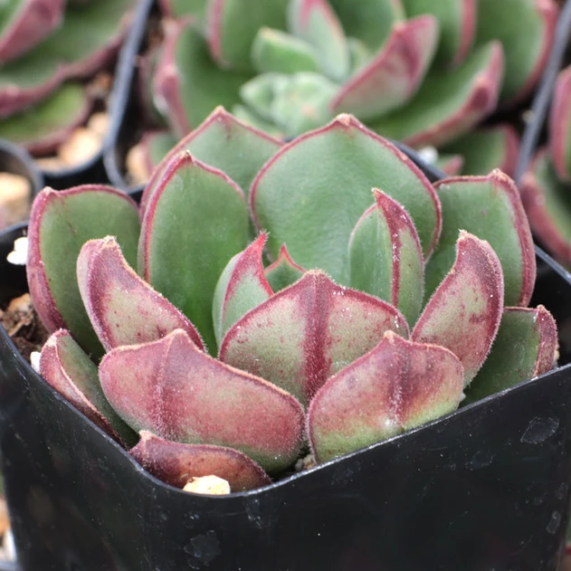 Echeveria 'Joan Daniel'