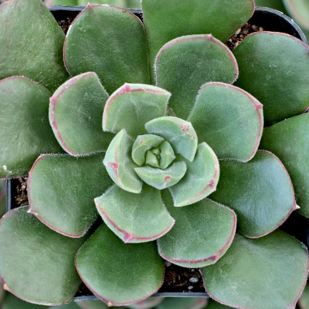 Echeveria 'Joan Daniel'