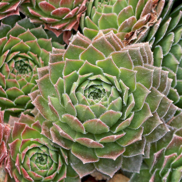 Sempervivum 'Gloriosum' (Outdoors) - November
