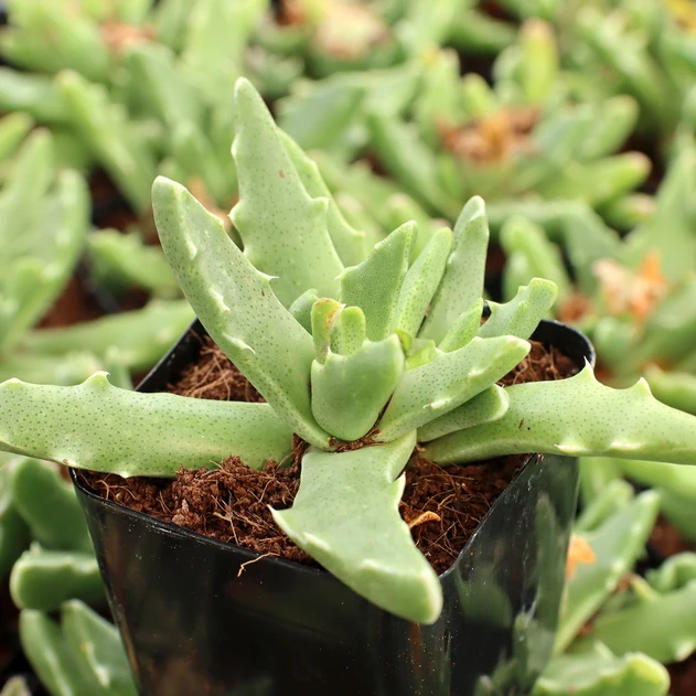 Faucaria longidens