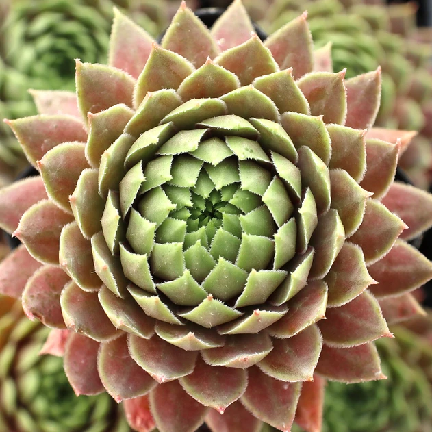 Sempervivum 'Fantasia'