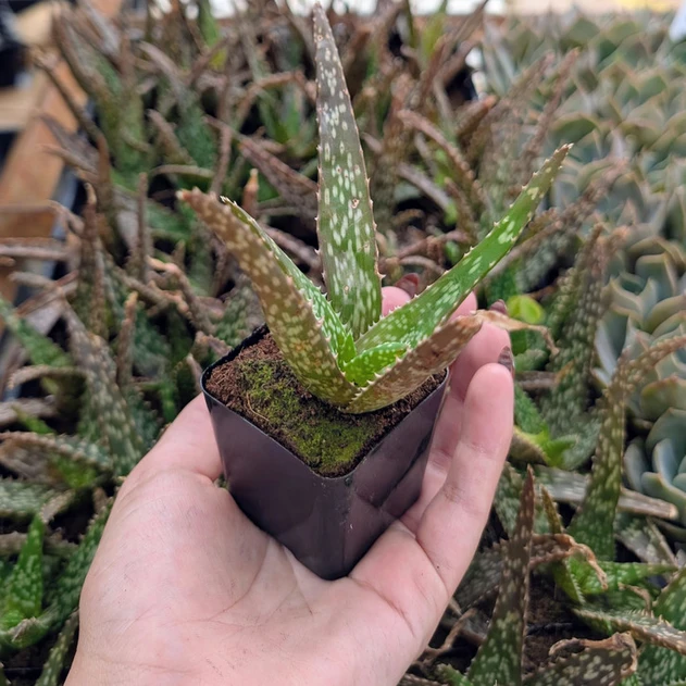 Aloe ‘Tropical’