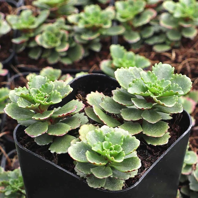 Sedum hybridum 'Immergrünchen' - April