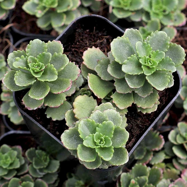 Sedum hybridum 'Immergrünchen' - April