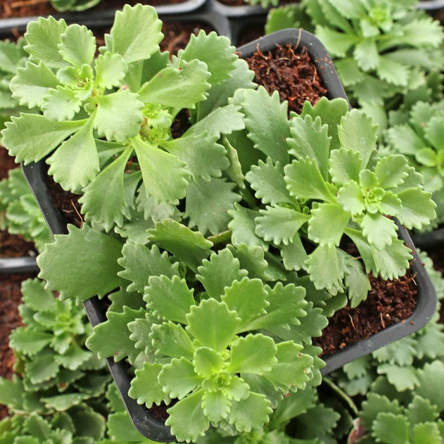 Sedum hybridum 'Immergrünchen' [large]