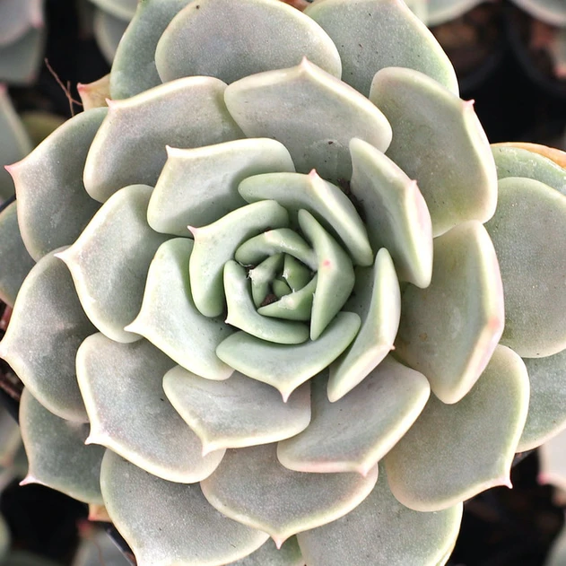 Echeveria 'Derenceana'