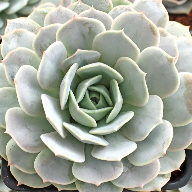 Echeveria 'Derenceana' [large]