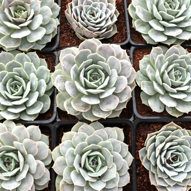 Echeveria 'Derenceana' [large]