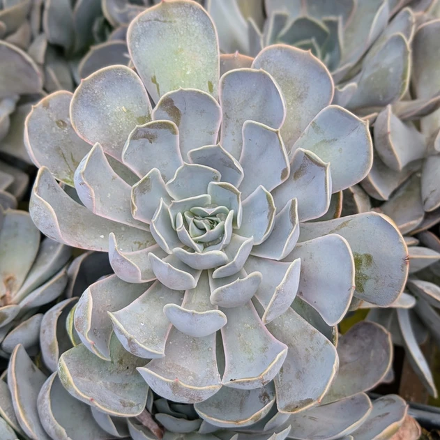 Echeveria 'Lilac Pearl'