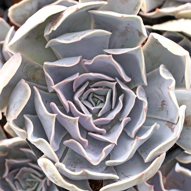 Echeveria 'Lilac Pearl' [large]