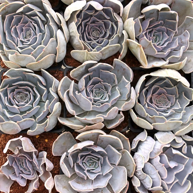 Echeveria 'Lilac Pearl' [large]