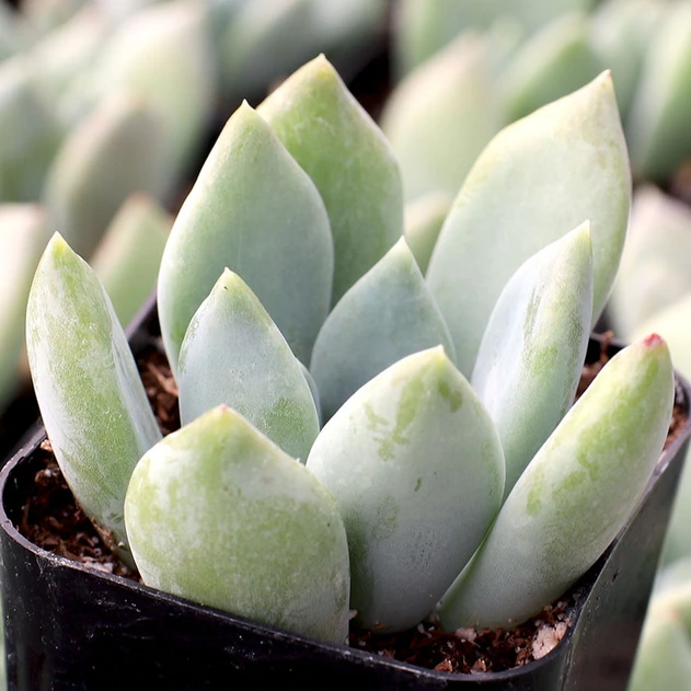 Pachyveria 'Rough'