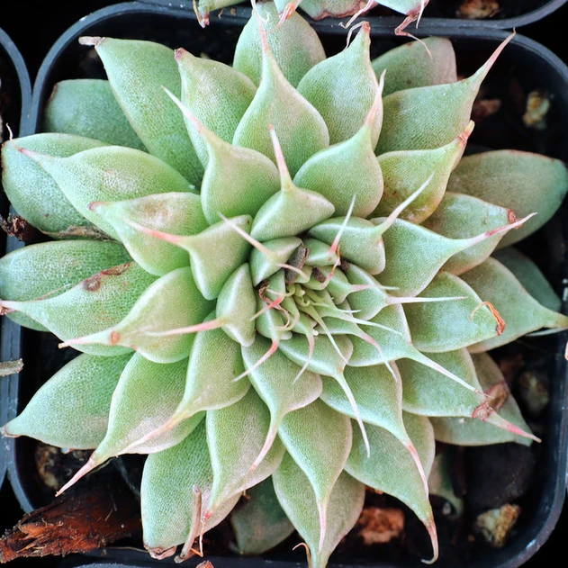 Graptoveria 'Silver Star'