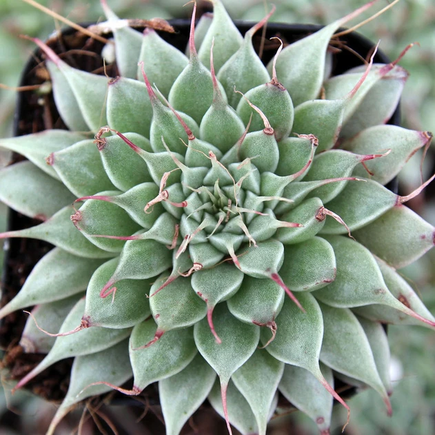 Graptoveria 'Silver Star'