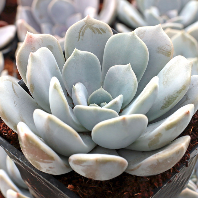 Graptoveria 'Margaret Rose' [large]