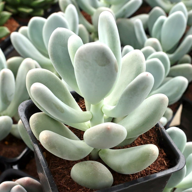 Pachyphytum oviferum - Moonstones [large]
