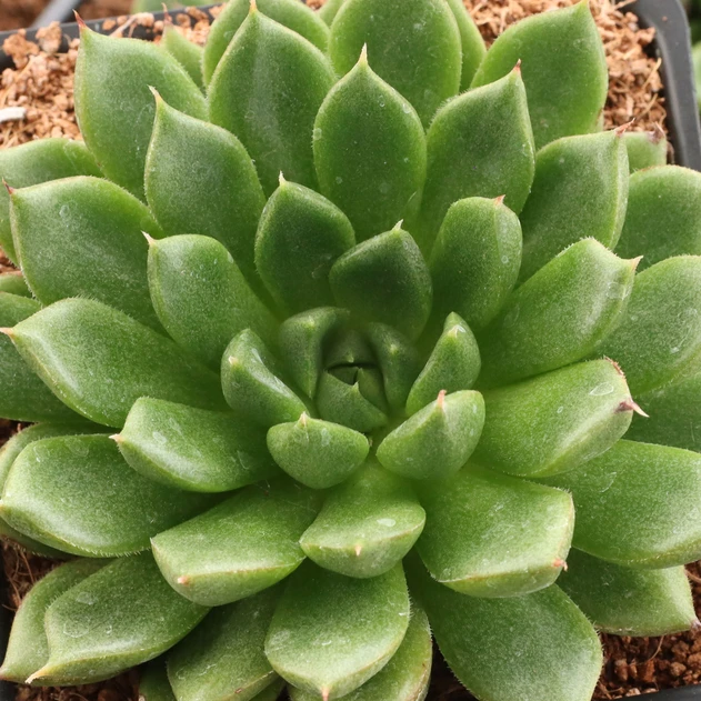 Graptoveria 'Victor Kane' [large]