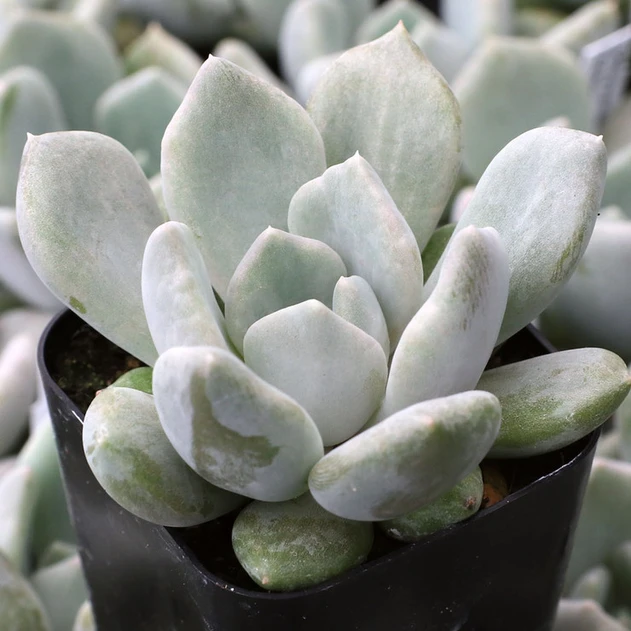 Pachyveria 'Pachyphytoides'
