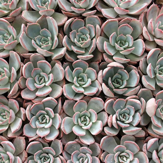 Echeveria 'Ionic'