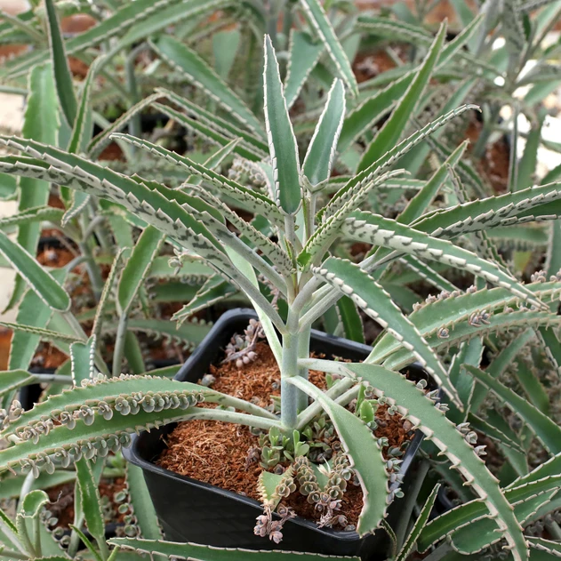 Kalanchoe daigremontiana - Octopus [large]
