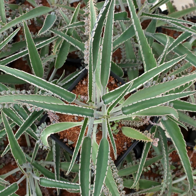 Kalanchoe daigremontiana - Octopus [large]