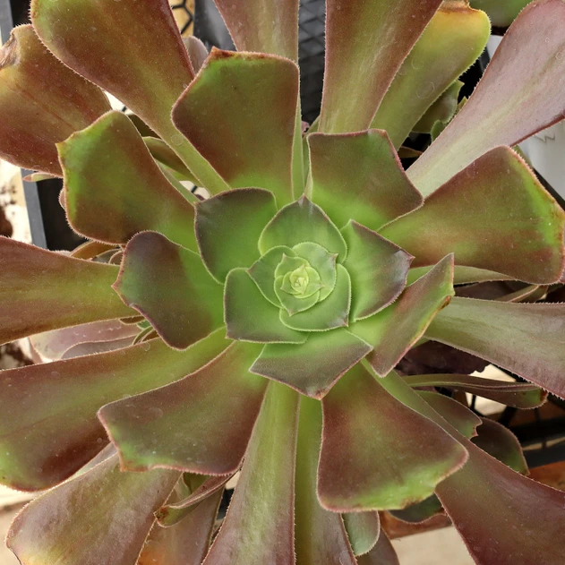Aeonium 'Exaltation'